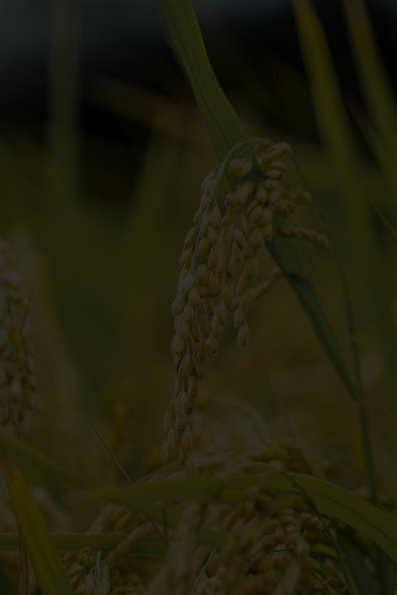 Rice Fields